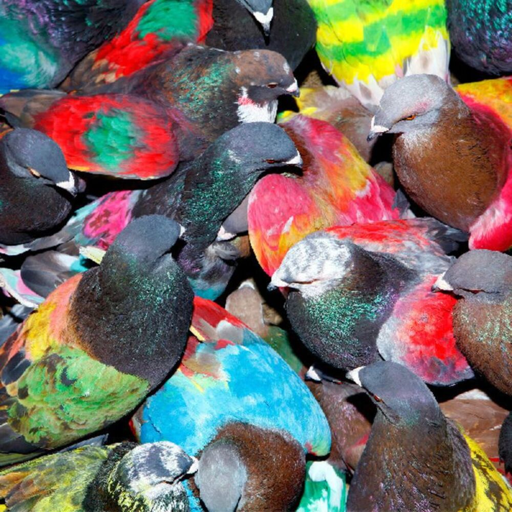 Blawan - Sickelixir  CD